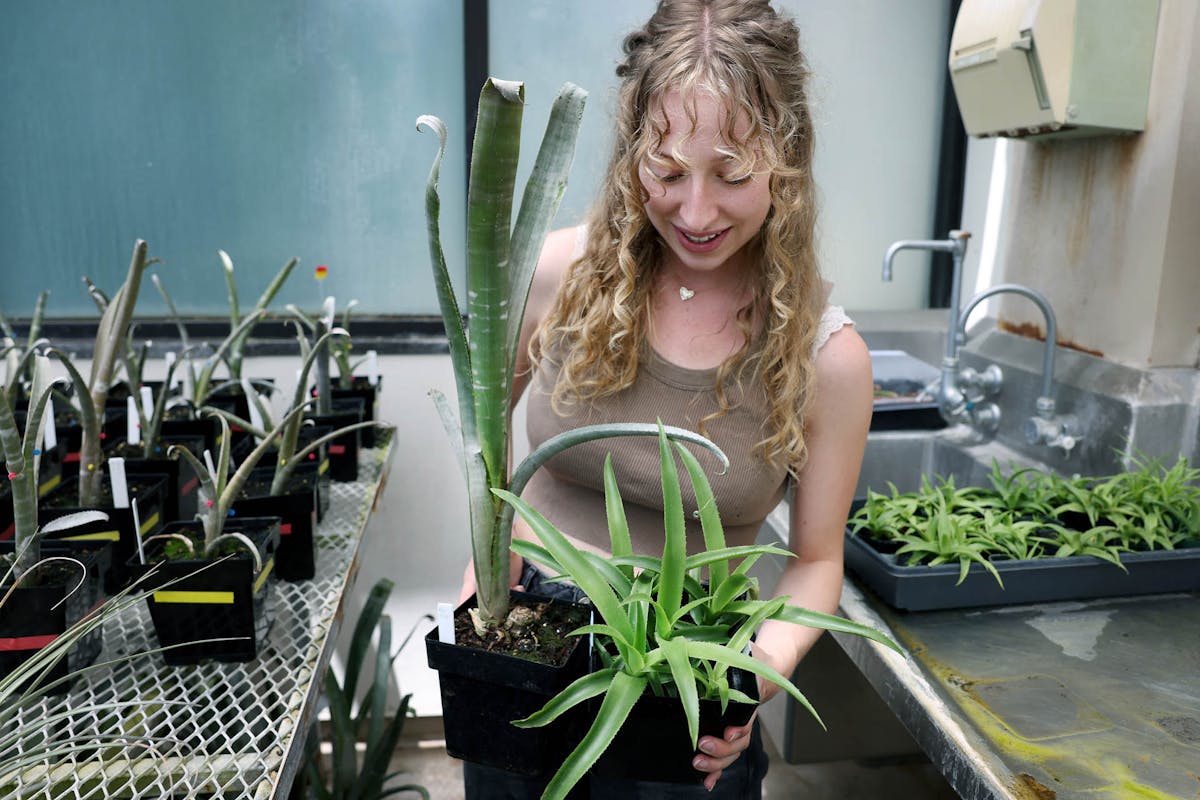 Magdalyn Rowley-Lange '26, OBE major, holds two variations of pineapple plants during a summer research program - funded by a three-year grant from the National Science Foundation - to study how plants in the pineapple family respond to nitrogen. Photo by Jamie Cotten / Colorado College
